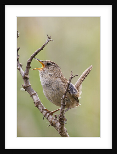 Marsh Wren calling by Anonymous