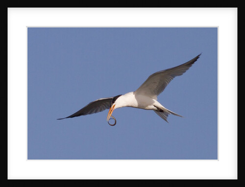 Elegant Tern flys with Pipefish in it's bill by Anonymous