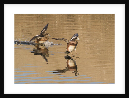 Pair of American Wigeons landing by Anonymous