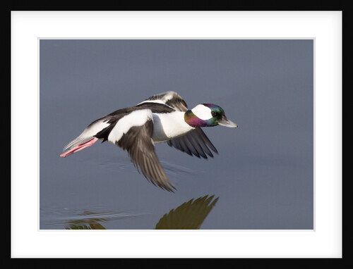 Bufflehead drake in flight by Anonymous