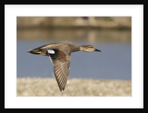 Gadwall drake in flight by Anonymous