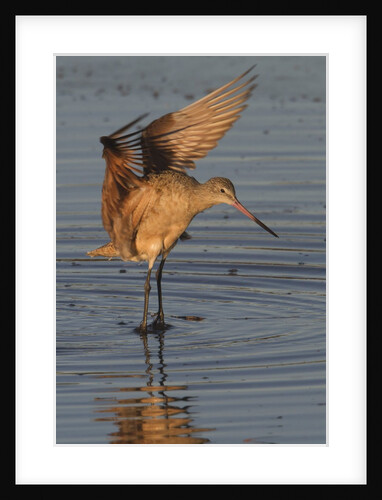 Marbled Godwit with raised wings by Anonymous