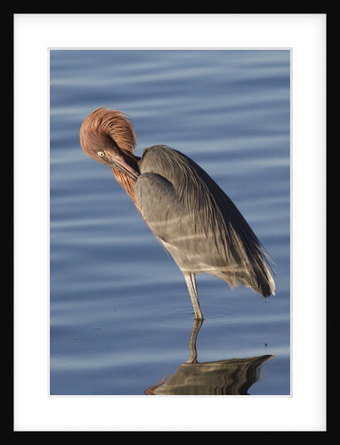 Reddish Egret rests in the water by Anonymous