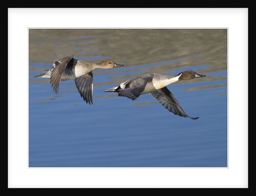 Pair of Northern Pintails in flight by Anonymous
