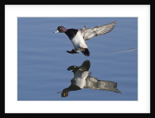 Lesser Scaup drakes landing by Anonymous