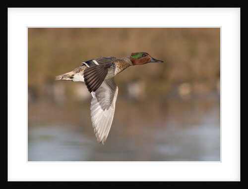 Green-Winged Teal drake in flight by Anonymous