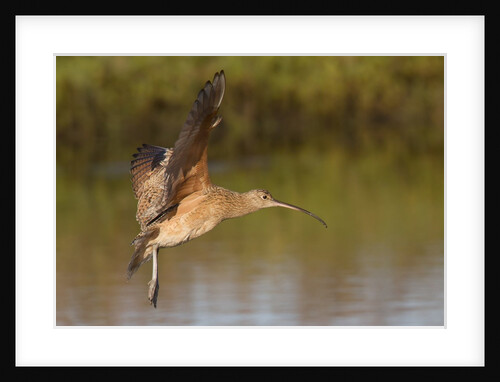 Long-Billed Curlew landing by Anonymous