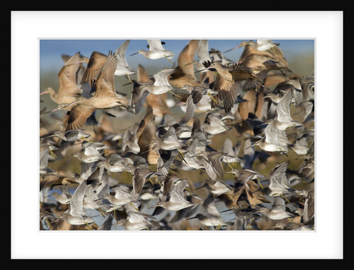 Large flock of shore birds takes off by Anonymous
