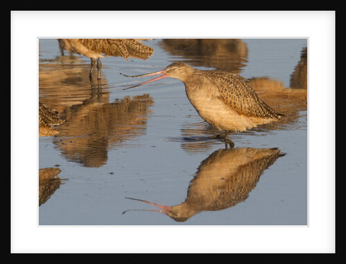 Marbled Godwit calling by Anonymous
