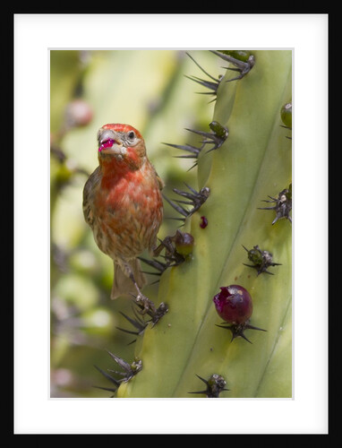 House Finch eats cactus fruit by Anonymous