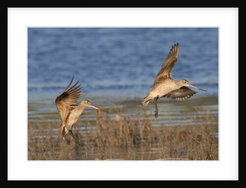 Pair of Marbled Godwits landng by Anonymous