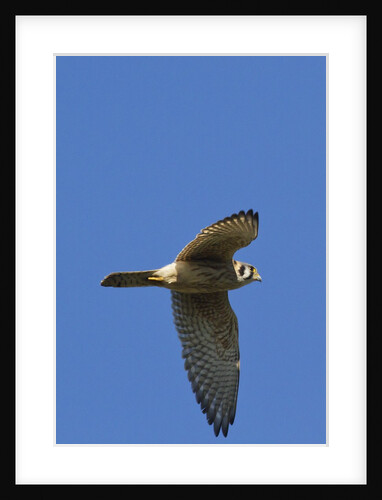 American Kestrel in flight by Anonymous