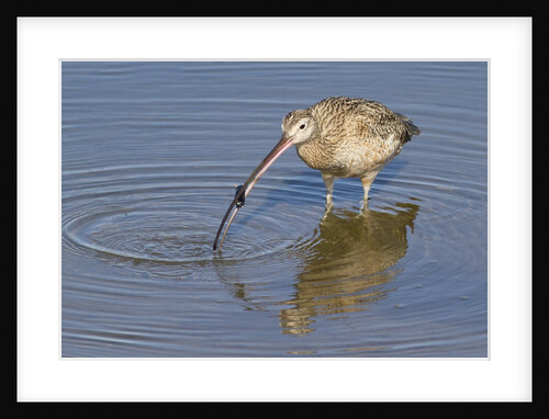 Long-Billed Curlew with clam in it's bill by Anonymous