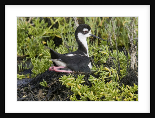Bkack-Necked Stilt broods eggs on it's nest by Anonymous
