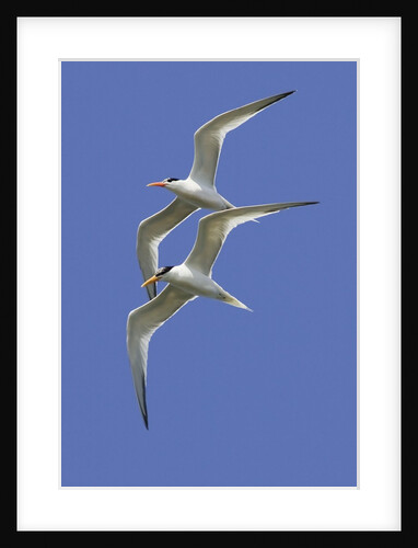 Pair of Elegant Terns in fight by Anonymous