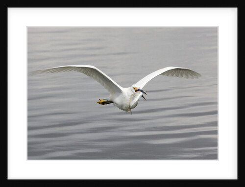 Snowy Egret flys with fish by Anonymous