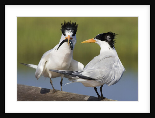 Elegant Tern offers fish to potential mate by Anonymous
