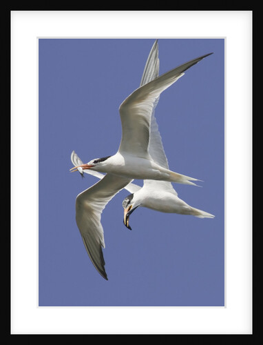 Elegnat Terns in flight with fish in their bills by Anonymous
