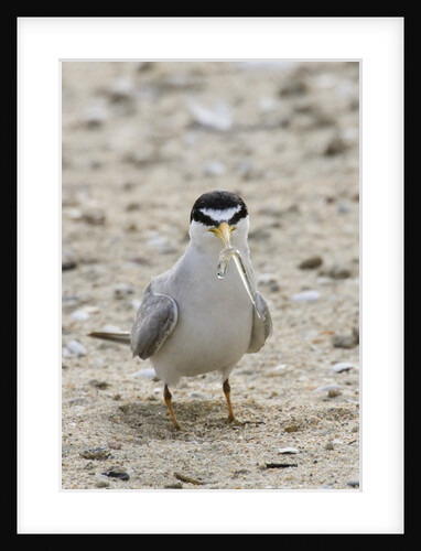 California Least Tern with fish in it's bill by Anonymous
