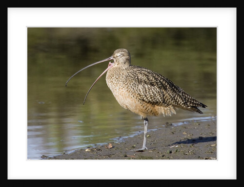 Long-Billed Curlew with open bill showing tongue by Anonymous