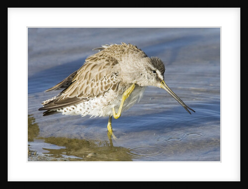 Short-Billed Dowitcher grooming by Anonymous