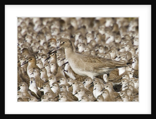 Willet with shell in its bill surrounded by Western Sandpipers by Anonymous