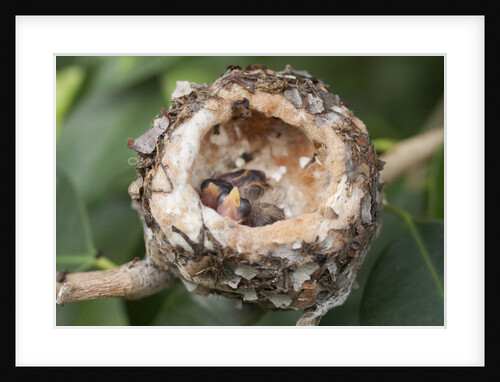 Newly hatched Anna's Hummingbird chicks in nest by Anonymous