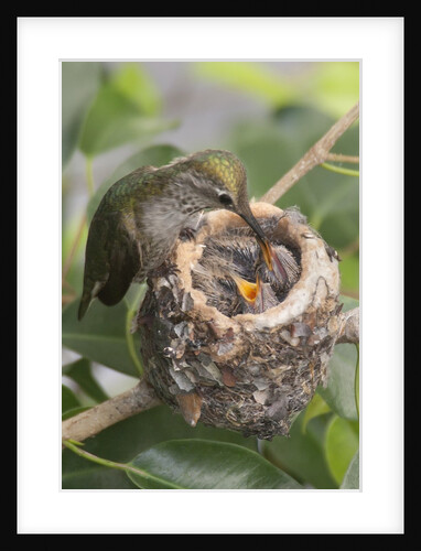 Anna's Hummingbird feeds chicks in it's nest by Anonymous