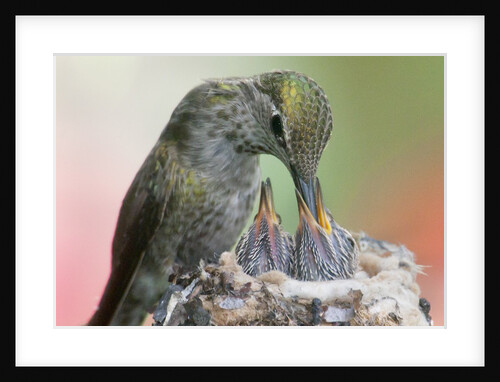 Anna's Hummingbird feeds her chcks in the nest by Anonymous