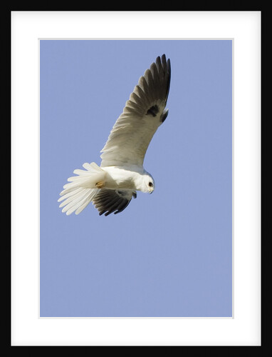 White-Tailed Kite hunting by Anonymous