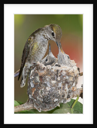Anna's Hummingbird feeds chicks in it's nest by Anonymous