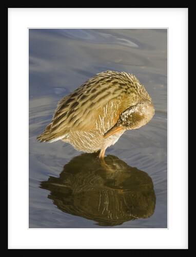 Light-Footed Clapper Rail grooming by Anonymous