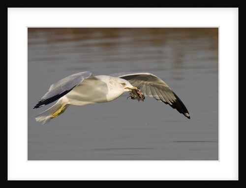 Ring-Billed Gull flys with a bat in it's bill by Anonymous