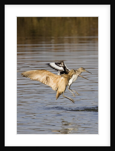 Marbled Godwit and Willet landing by Anonymous