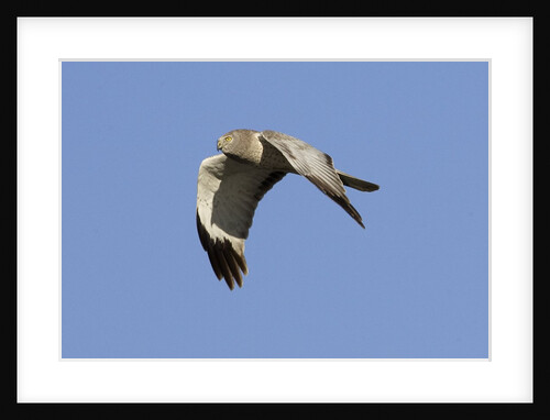Male Northern Harrier in flight by Anonymous