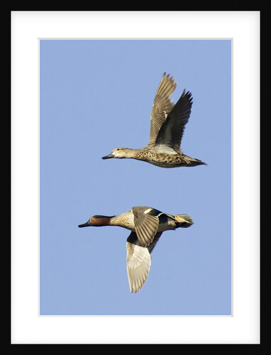 Pair of Green-winged Teals flying by Anonymous