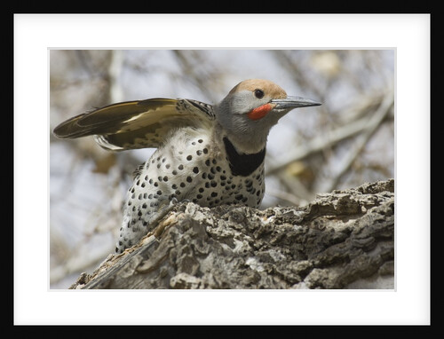 Gilded flicker by Anonymous