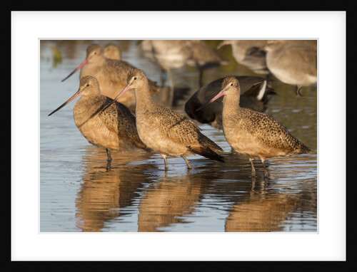 Marbled Godwits by Anonymous