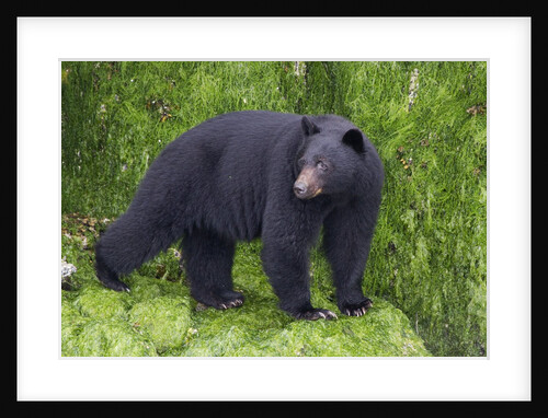 Black Bear at the ocean to eat clams by Anonymous