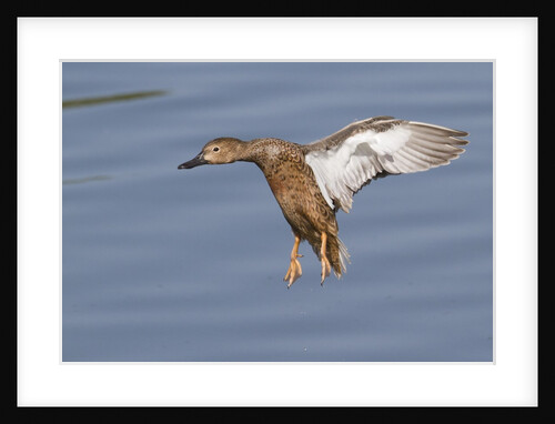 Cinnamon Teal hen landing by Anonymous