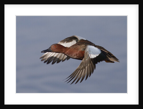 Cinnamon Teal drake in flight by Anonymous