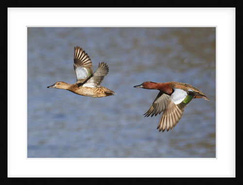 Cinnamon Teal drake and hen flying by Anonymous