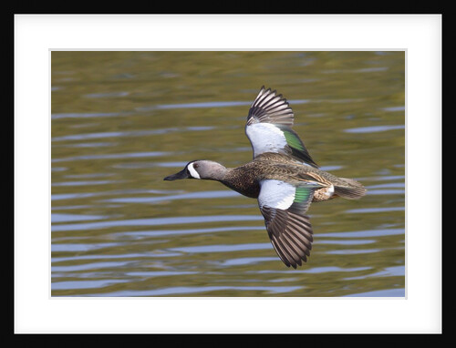 Blue-Winged Teal drake flys by Anonymous