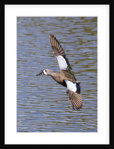 Blue-Winged Teal drake in flight by Anonymous
