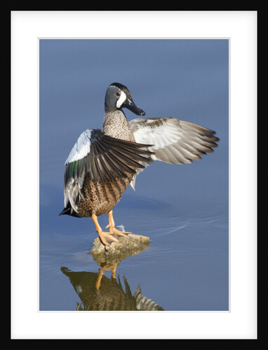 Blue-Winged Teal drake flapping it's wings by Anonymous