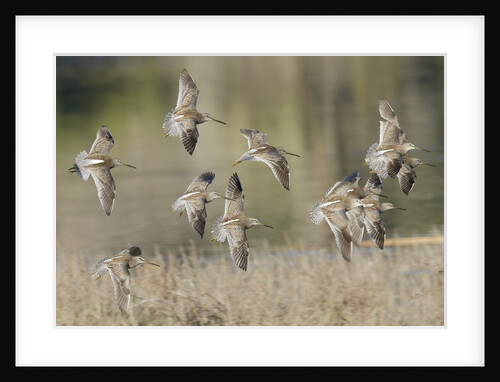 Flock of Short-Billed Dowitchers in flight by Anonymous