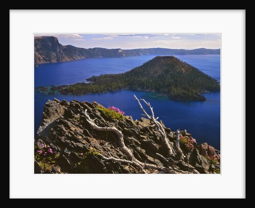 Penstemon blooms on cliff overlooking Wizard Island by Anonymous