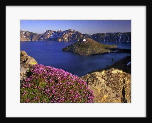 Penstemon blooms on cliff overlooking Wizard Island by Anonymous