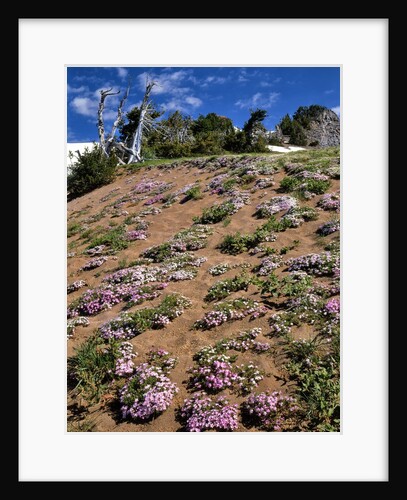 Phlox wildflowers by Anonymous