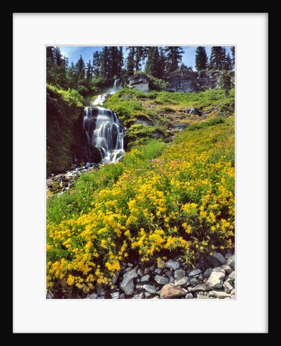 Wild arnica flowers below Vidae Falls by Anonymous